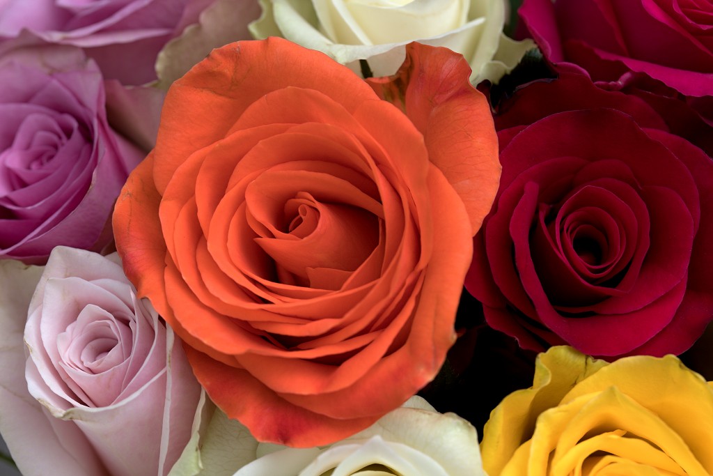 rode rozen roos rosa flora natuur bloem bloemen cultivars cultivar fleurop rosaceae tuin rozentuin valentijn valentijsdag romantiek liefde merci